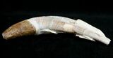 Large Basilosaur (Zygorhiza) Tooth - Primitive Whale #11428-3